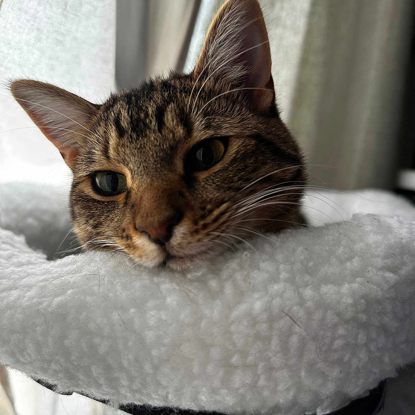 Sage is registered to the contest to win money with this photo: cat, tabby, pet, animal, face, ears, whiskers, fur, closeup, resting, indoor, cushion, blanket, cozy, soft, window, curtain, daylight, calm, relaxed