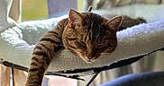 Sage joined the competition — help win amazing prizes! animal, cat, cat_bed, comfortable, cozy, curtains, feline, fur, home, indoor, lazy, paw, pet, relaxing, resting, sleeping, soft, sunlight, tabby, window