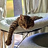 cat, tabby, sleeping, paw, cat_bed, window, curtains, sunlight, indoor, relaxing, feline, pet, cozy, fur, resting, animal, home, soft, comfortable, lazy