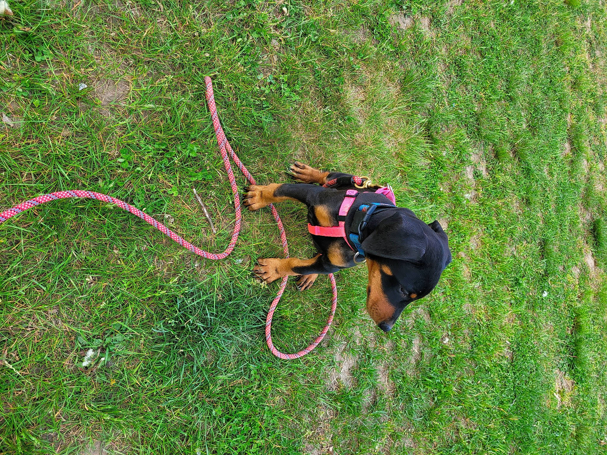 Anna joined the competition — help win amazing prizes! camera, canidae, carnivore, dog, dog_breed, fun, garden_hose, grass, grassland, groundcover, hose, lawn, leash, pasture, people_in_nature, plant, recreation, rope, shrub, sporting_group