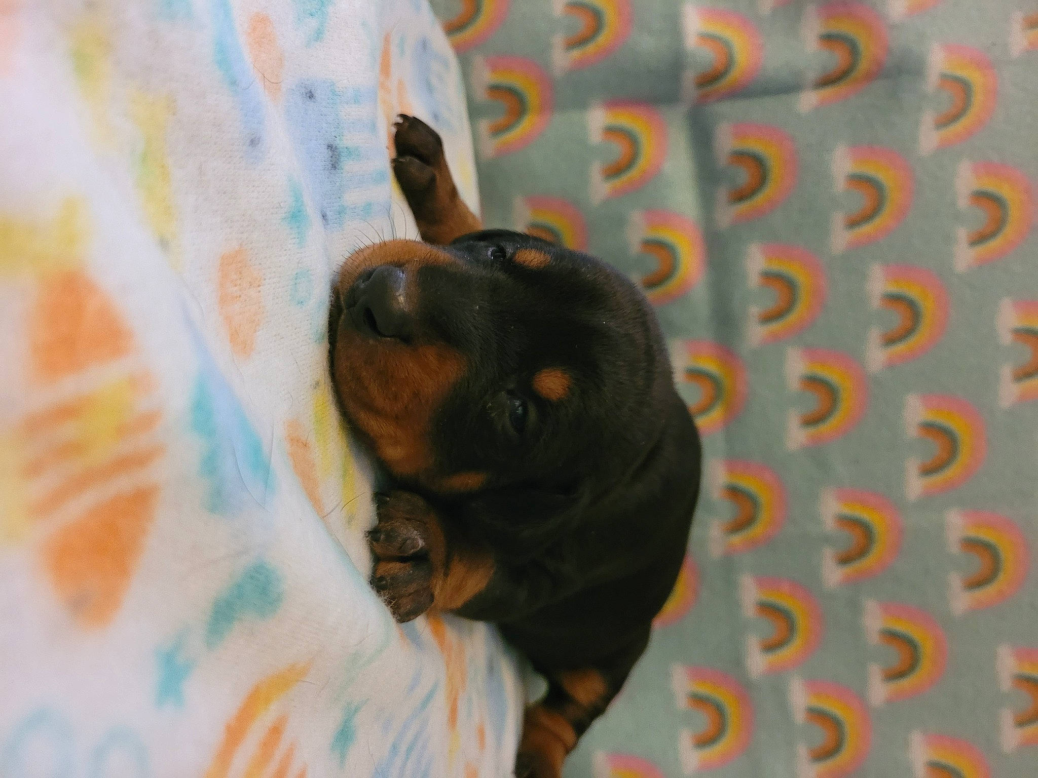 Anna is registered to the contest to win money with this photo: canidae, carnivore, comfort, companion_dog, dog, dog_breed, ear, fawn, grey, guard_dog, hound, pattern, paw, pinscher, snout, sporting_group, terrestrial_animal, toy_dog, whiskers, working_animal