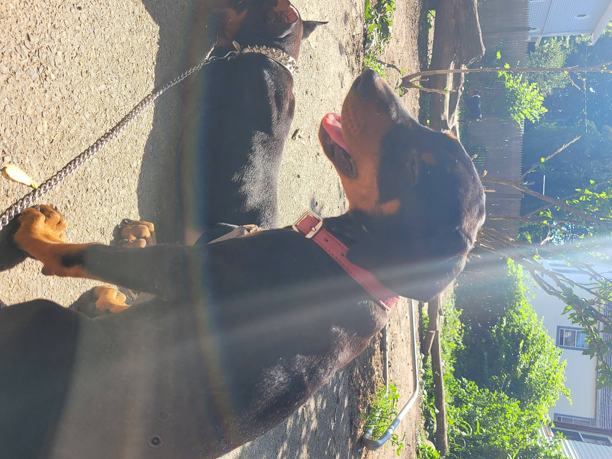 Anna joined the competition — help win amazing prizes! adaptation, branch, elbow, fun, grass, happy, hat, leaf, leisure, lens_flare, morning, organism, people_in_nature, plant, shadow, sunlight, tail, tints_and_shades, tree, water