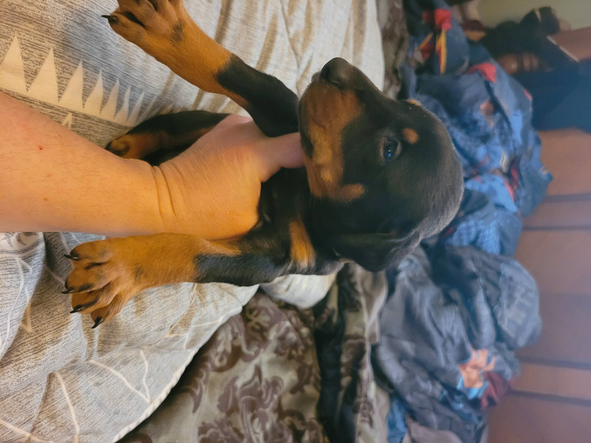 Anna joined the competition — help win amazing prizes! arm, child, comfort, companion_dog, dog_breed, elbow, fun, fur, gesture, guard_dog, nail, sitting, soil, sporting_group, thumb, tree, wrist