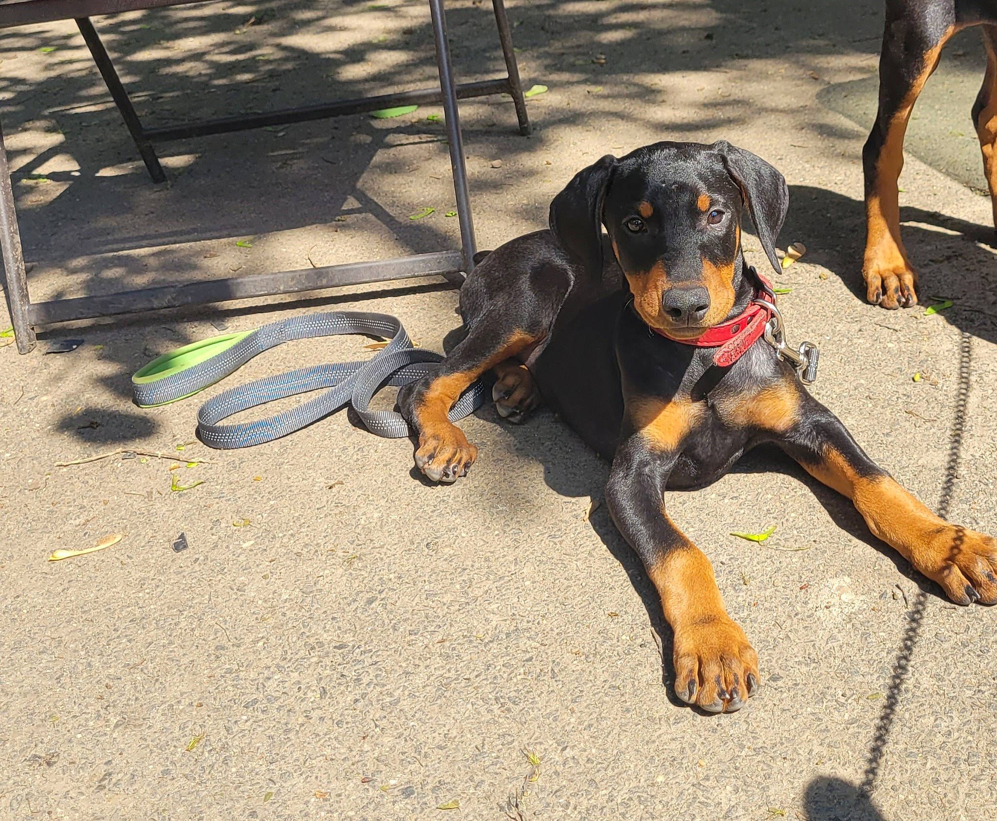 Anna is registered to the contest to win money with this photo: asphalt, canidae, carnivore, collar, companion_dog, dog, dog_breed, fawn, guard_dog, hound, montenegrin_mountain_hound, paw, road_surface, rottweiler, snout, sporting_group, tail, tire, working_animal, working_dog