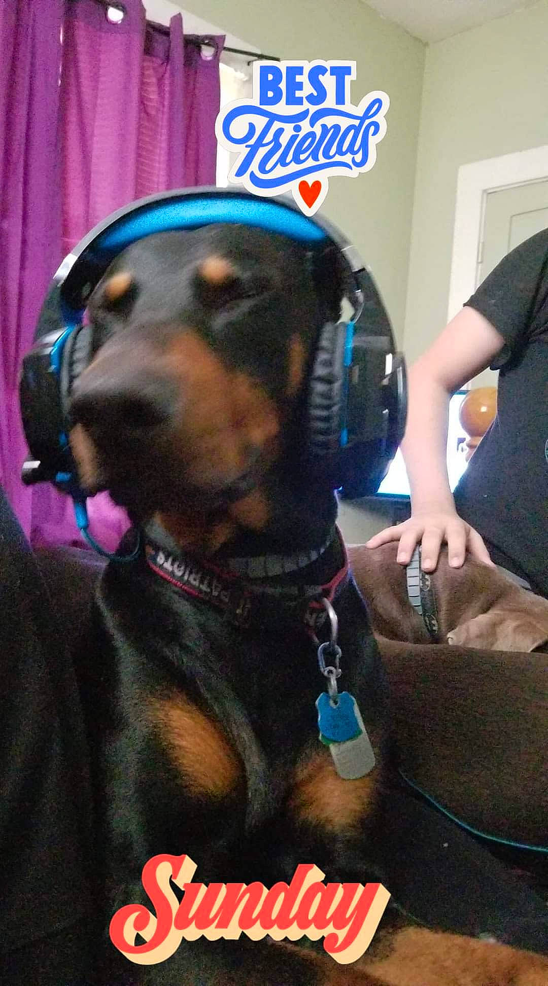 Magnum is registered to the contest to win money with this photo: canidae, carnivore, collar, companion_dog, dog, dog_breed, dog_collar, ear, electric_blue, fawn, guard_dog, hound, law_enforcement, personal_protective_equipment, security, snout, sporting_group, street_fashion, working_animal, working_dog