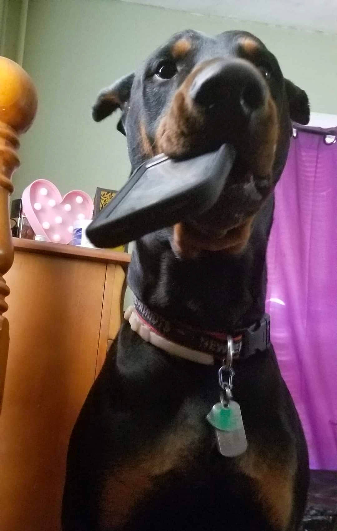 Magnum joined the competition — help win amazing prizes! carnivore, collar, companion_dog, dog, dog_breed, dog_collar, dog_supply, ear, fashion_accessory, fawn, fur, gesture, kitchen_utensil, lamp, liver, pet_supply, snout, sporting_group, whiskers, working_animal