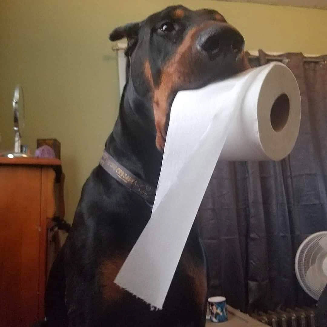 Magnum is registered to the contest to win money with this photo: carnivore, collar, companion_dog, dog, dog_breed, dog_collar, dog_supply, ear, fawn, fur, guard_dog, metal, personal_protective_equipment, pet_supply, security, snout, sporting_group, surveillance_camera, whiskers, working_animal