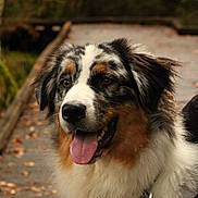 Willow participe au concours pour gagner de l'argent avec cette photo : dog, australian_shepherd, tongue_out, outdoor, autumn, leaves, wooden_path, fluffy, pet, animal, nature, happy, canine, collar, tag, closeup, portrait, fur, brown, white
