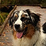 dog, australian_shepherd, tongue_out, outdoor, autumn, leaves, wooden_path, fluffy, pet, animal, nature, happy, canine, collar, tag, closeup, portrait, fur, brown, white