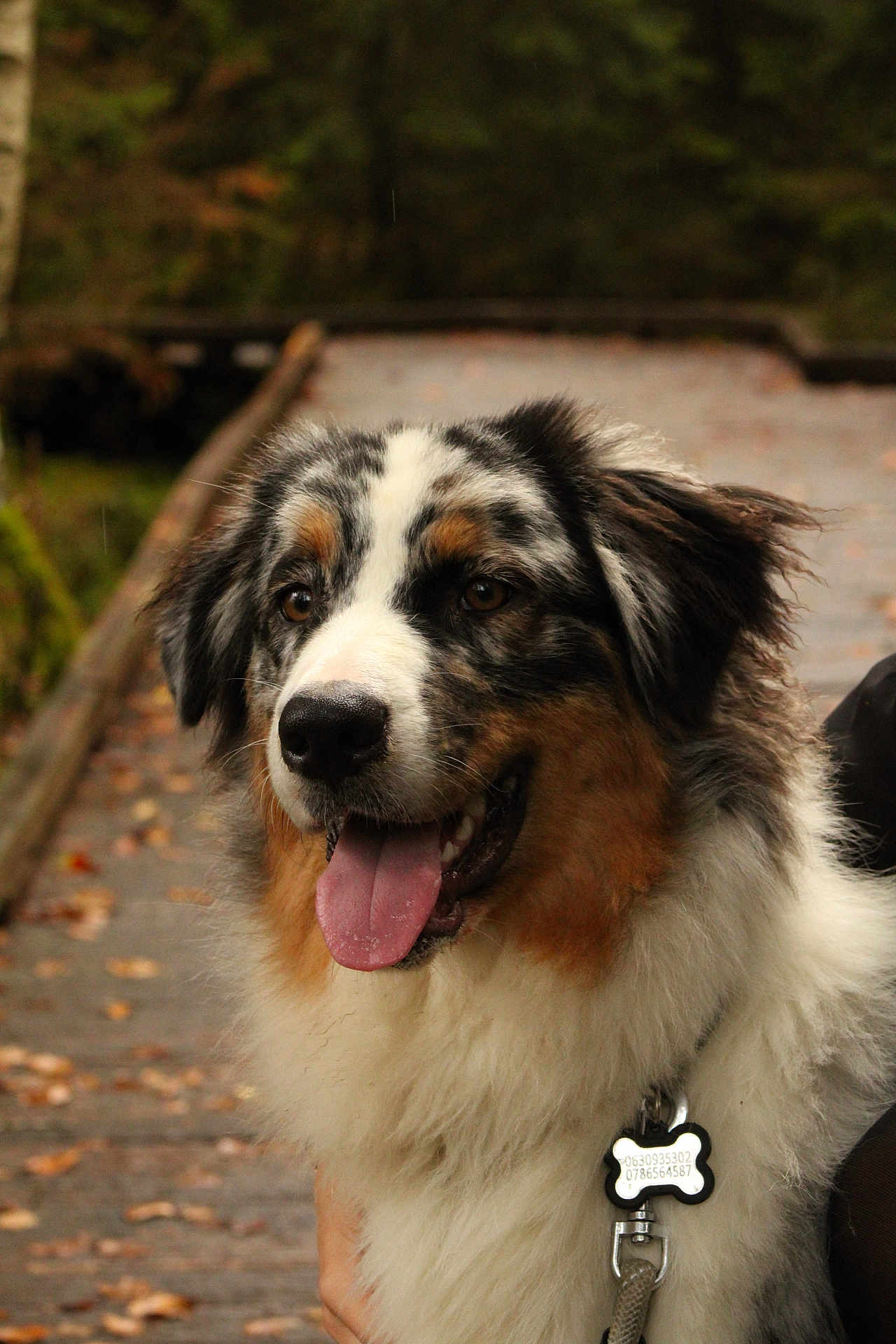 Willow participe au concours pour gagner de l'argent avec cette photo : dog, australian_shepherd, tongue_out, outdoor, autumn, leaves, wooden_path, fluffy, pet, animal, nature, happy, canine, collar, tag, closeup, portrait, fur, brown, white
