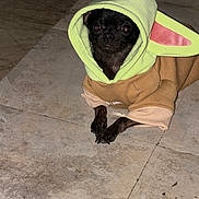 Thor joined the competition — help win amazing prizes! adorable, animal, black_dog, canine, clothing, costume, cute, dog, ears, floor, hoodie, indoors, looking, mammal, pet, pet_costume, portrait, puppy, small_dog, tile_floor