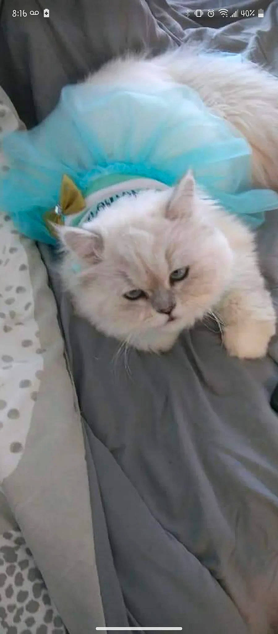 Misha joined the competition — help win amazing prizes! british_longhair, carnivore, cat, comfort, fawn, felidae, fur, small_to_medium_sized_cats, snout, tail, terrestrial_animal, whiskers