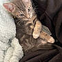 kitten, cat, tabby, pet, animal, cute, furry, sleeping_area, blanket, clothing, black_hoodie, indoor, cozy, small, young, whiskers, paws, relaxed, curious, soft