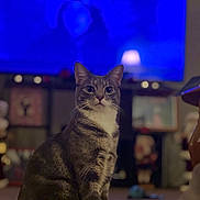 Mariposa is registered to the contest to win money with this photo: animal, attention, blurred_background, carpet, cat, cozy, cute, domestic, ears, fur, furniture, indoor, lamp, living_room, mammal, pet, sitting, tabby, television, whiskers