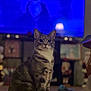 cat, tabby, pet, indoor, living_room, carpet, furniture, lamp, television, blurred_background, cozy, animal, whiskers, ears, sitting, attention, domestic, cute, fur, mammal