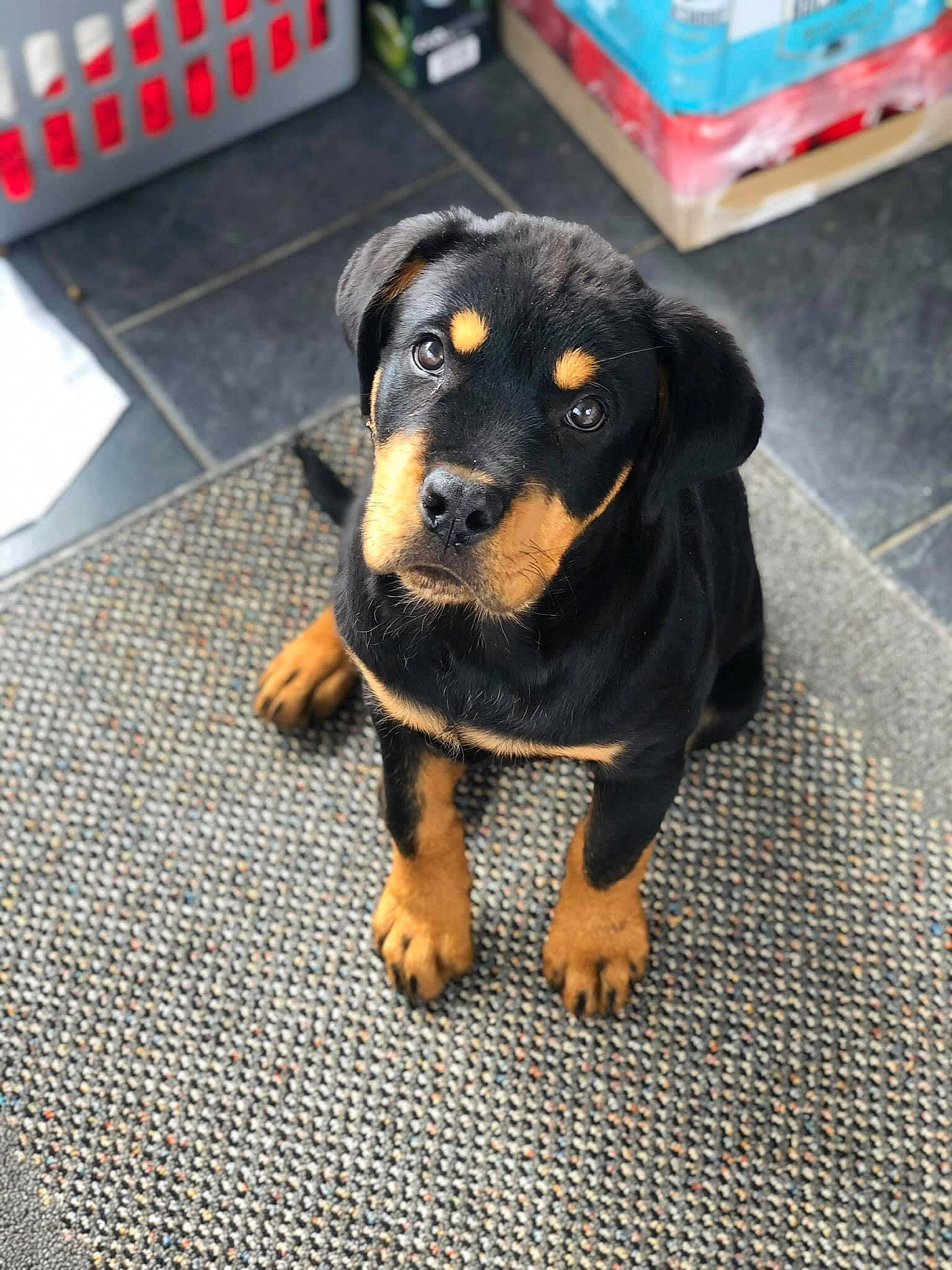 Chucky is registered to the contest to win money with this photo: austrian_black_and_tan_hound, beauceron, black_and_tan_terrier, canidae, carnivore, companion_dog, dog, dog_breed, german_pinscher, huntaway, mammal, miniature_pinscher, paw, pinscher, puppy, rare_breed_dog, rottweiler, snout, vertebrate, working_dog