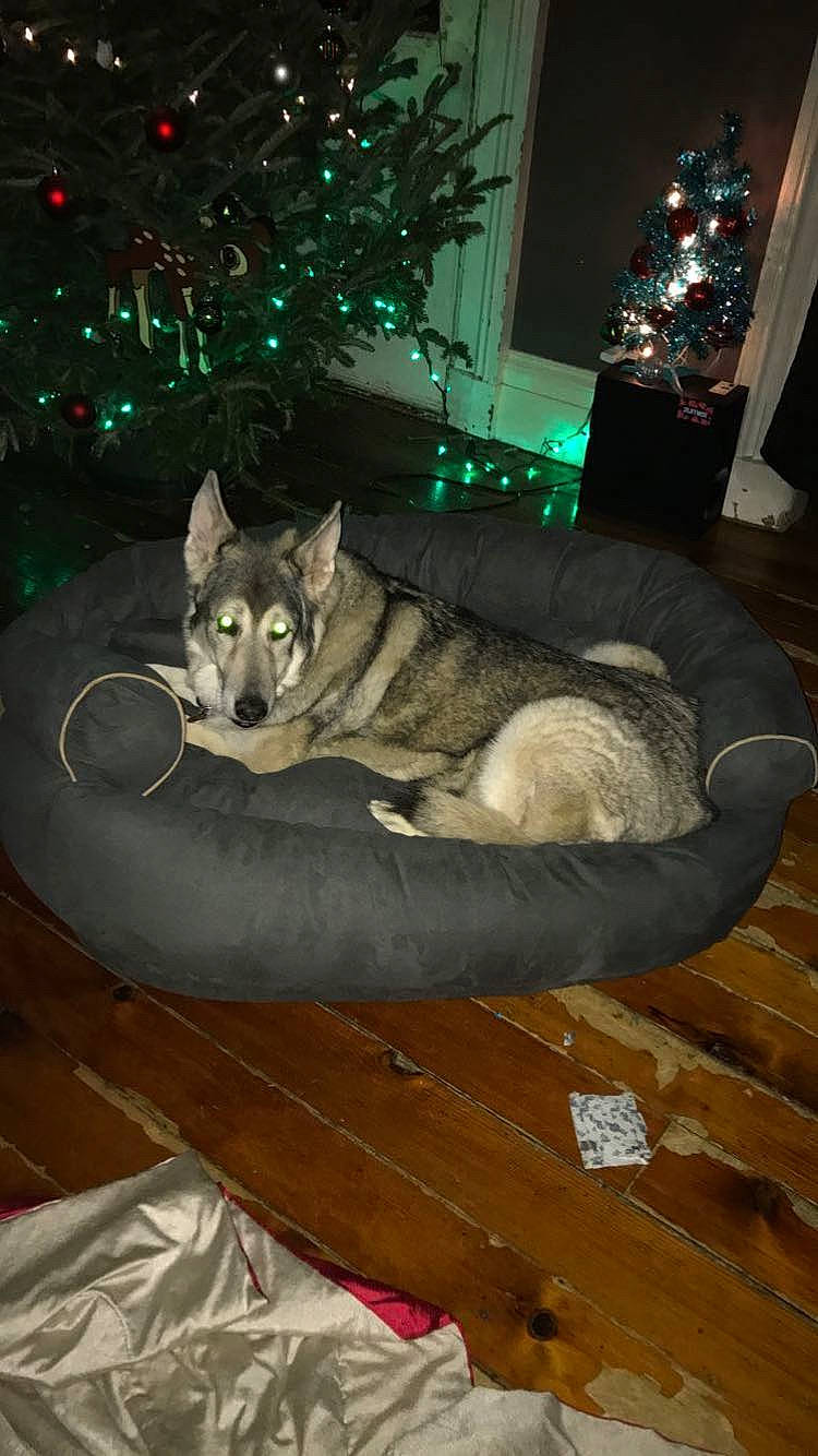 Mavrick is registered to the contest to win money with this photo: carnivore, christmas, christmas_decoration, christmas_eve, christmas_lights, christmas_ornament, christmas_tree, comfort, dog, fur, holiday, holiday_ornament, home, interior_design, lighting, living_room, room, sled_dog, wood_flooring