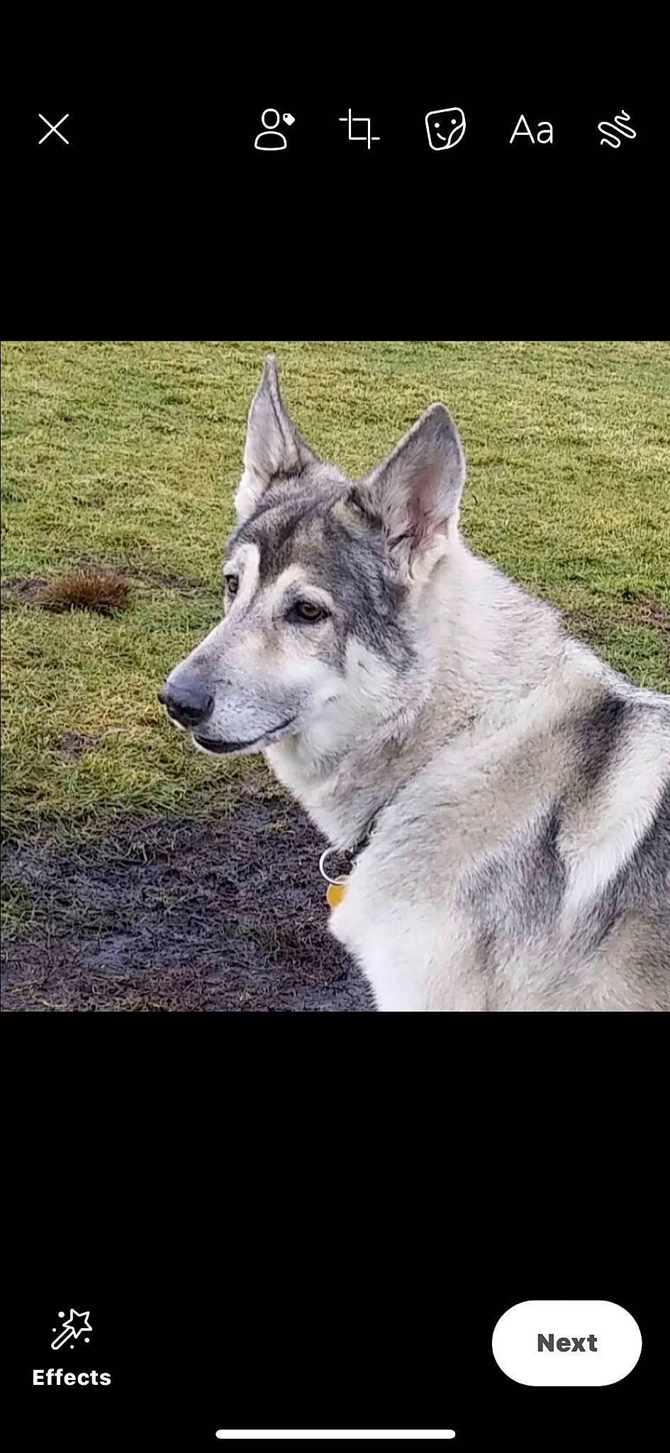 Mavrick is registered to the contest to win money with this photo: ancient_dog_breeds, canidae, canis, carnivore, collar, dog, dog_breed, grey, herding_dog, jaw, sled_dog, snout, stock_photography, wolfdog, working_animal, working_dog