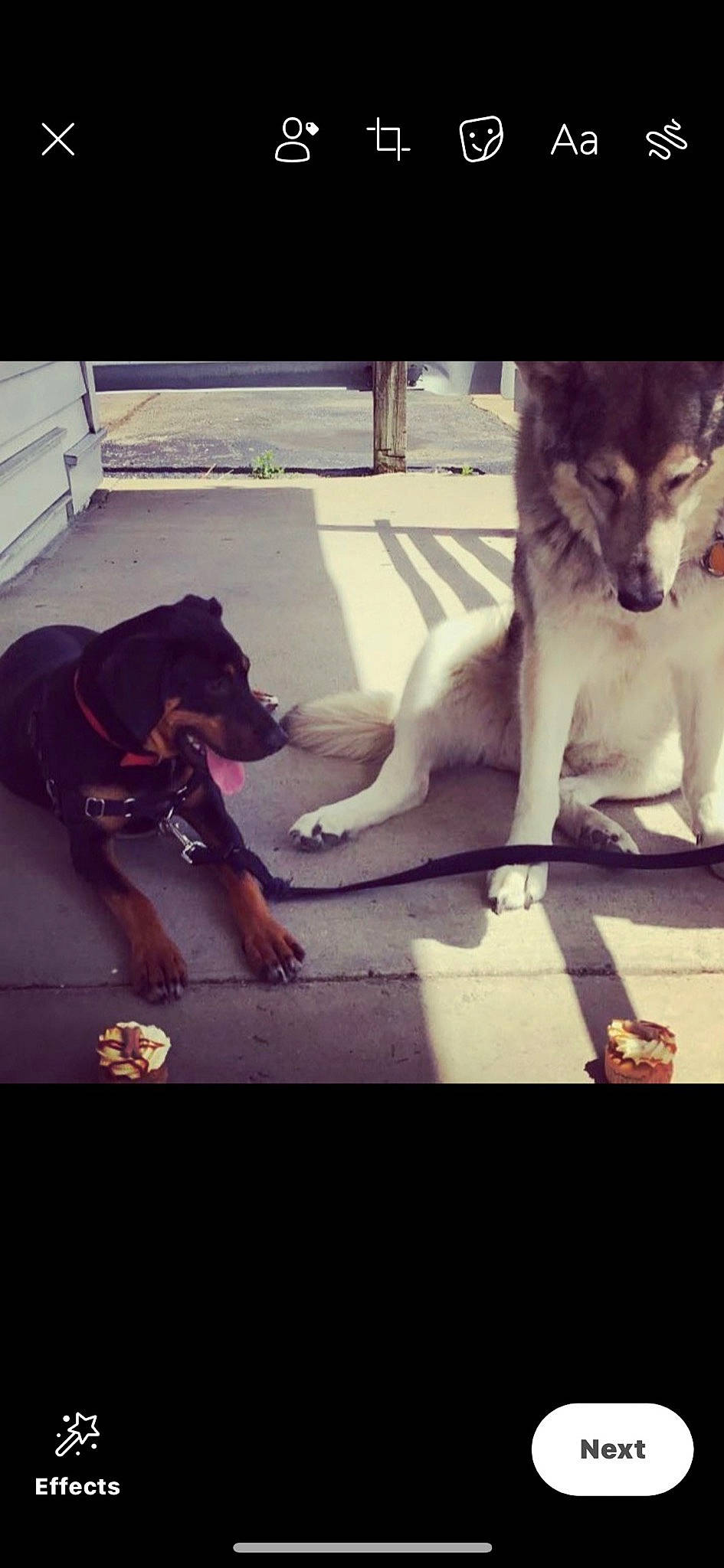 Mavrick is registered to the contest to win money with this photo: ancient_dog_breeds, bench, canidae, carnivore, collar, companion_dog, dog, dog_breed, dog_collar, dog_supply, guard_dog, hunting_dog, pet_supply, snout, sporting_group, square, tail, vertebrate, working_animal, working_dog