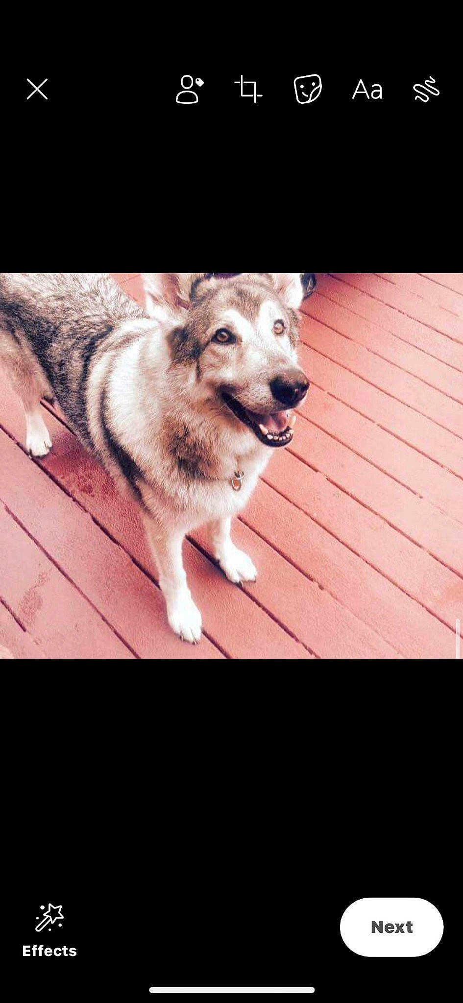 Mavrick is registered to the contest to win money with this photo: canidae, carnivore, companion_dog, dog, dog_breed, dog_supply, floor, flooring, hardwood, laminate_flooring, plank, sled_dog, snout, sporting_group, wood_flooring, wood_stain, working_animal, working_dog