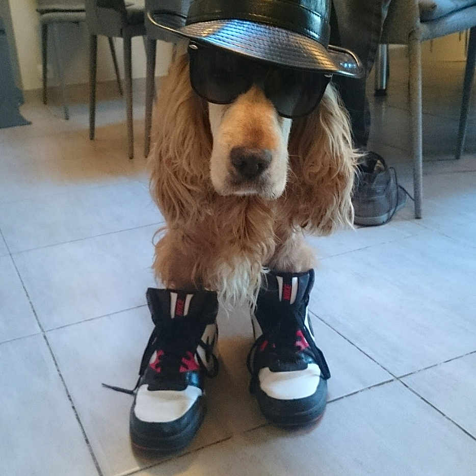 Adoc a rejoint le concours — aidez-le/la à gagner de superbes lots ! dog, hat, sunglasses, shoes, indoor, floor, tile, furniture, chair, clothing, pet, canine, fashion, accessories, standing, brown_dog, leisure, casual, footwear, portrait