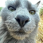 Cookie joined the competition — help win amazing prizes! cat, close_up, gray_cat, whiskers, nose, outdoor, nature, greenery, dry_grass, curious, animal, feline, face, portrait, pet, muzzle, eyes, fur, closeup