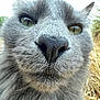 cat, close_up, gray_cat, whiskers, nose, outdoor, nature, greenery, dry_grass, curious, animal, feline, face, portrait, pet, muzzle, eyes, fur, closeup