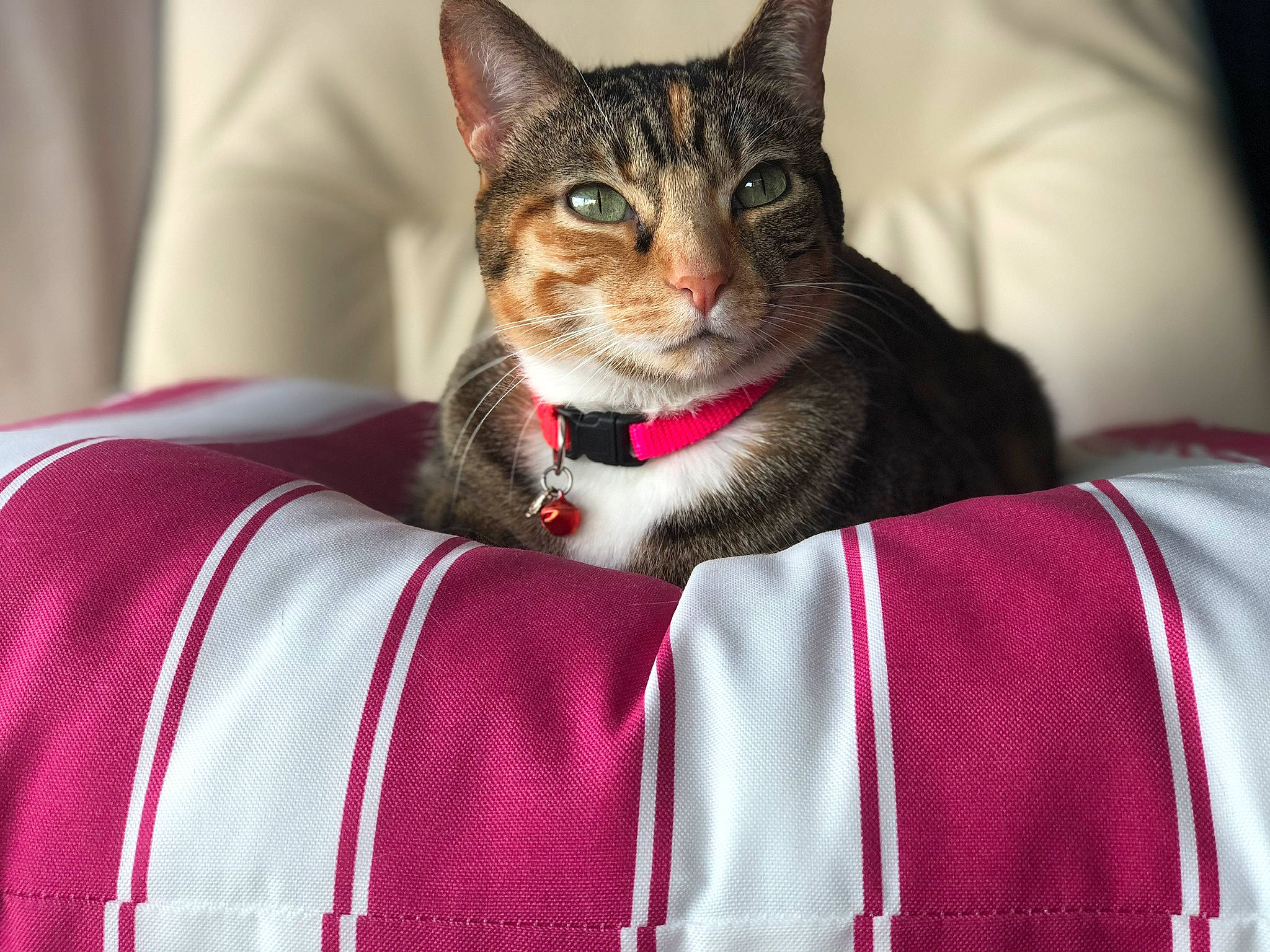 Squeaker joined the competition — help win amazing prizes! carmine, carnivore, cat, claw, collar, comfort, domestic_short_haired_cat, eye, felidae, fur, leg, linens, magenta, sitting, small_to_medium_sized_cats, snout, tail, textile, tree, whiskers