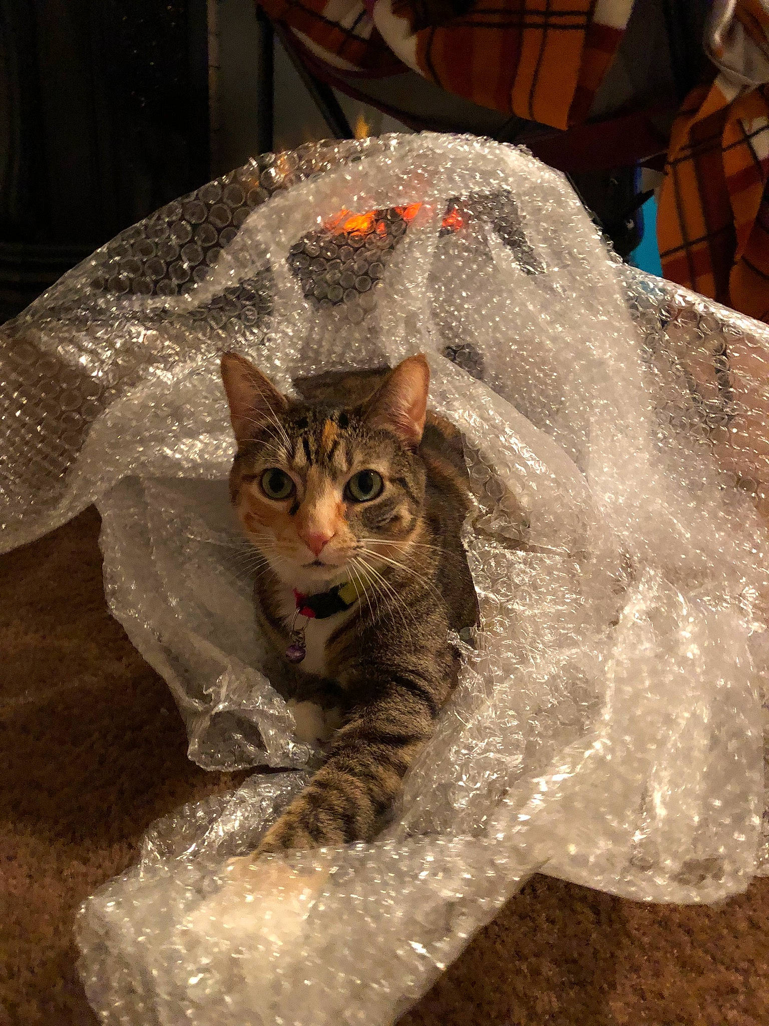 Squeaker is registered to the contest to win money with this photo: carnivore, cat, claw, domestic_short_haired_cat, eye, fashion_accessory, fawn, felidae, fur, hat, paw, sitting, small_to_medium_sized_cats, snout, tail, whiskers