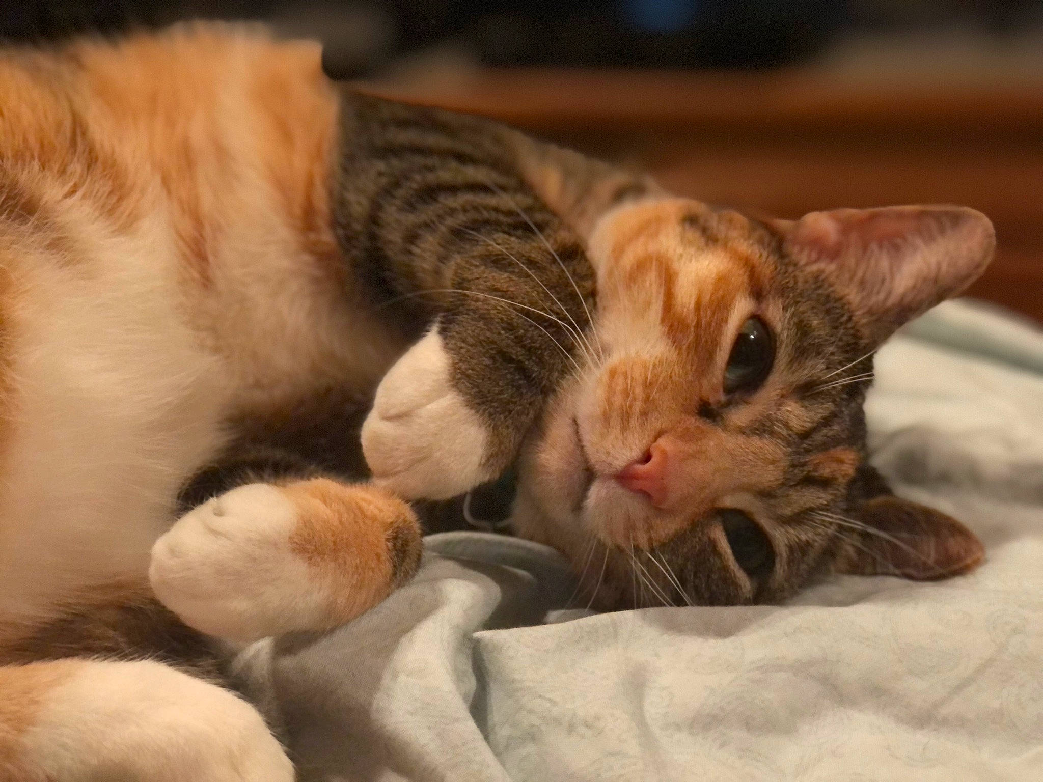 Squeaker joined the competition — help win amazing prizes! carnivore, cat, cat_supply, claw, comfort, domestic_short_haired_cat, fawn, felidae, fur, mammal, nap, paw, sleep, small_to_medium_sized_cats, snout, tail, whiskers, wildlife