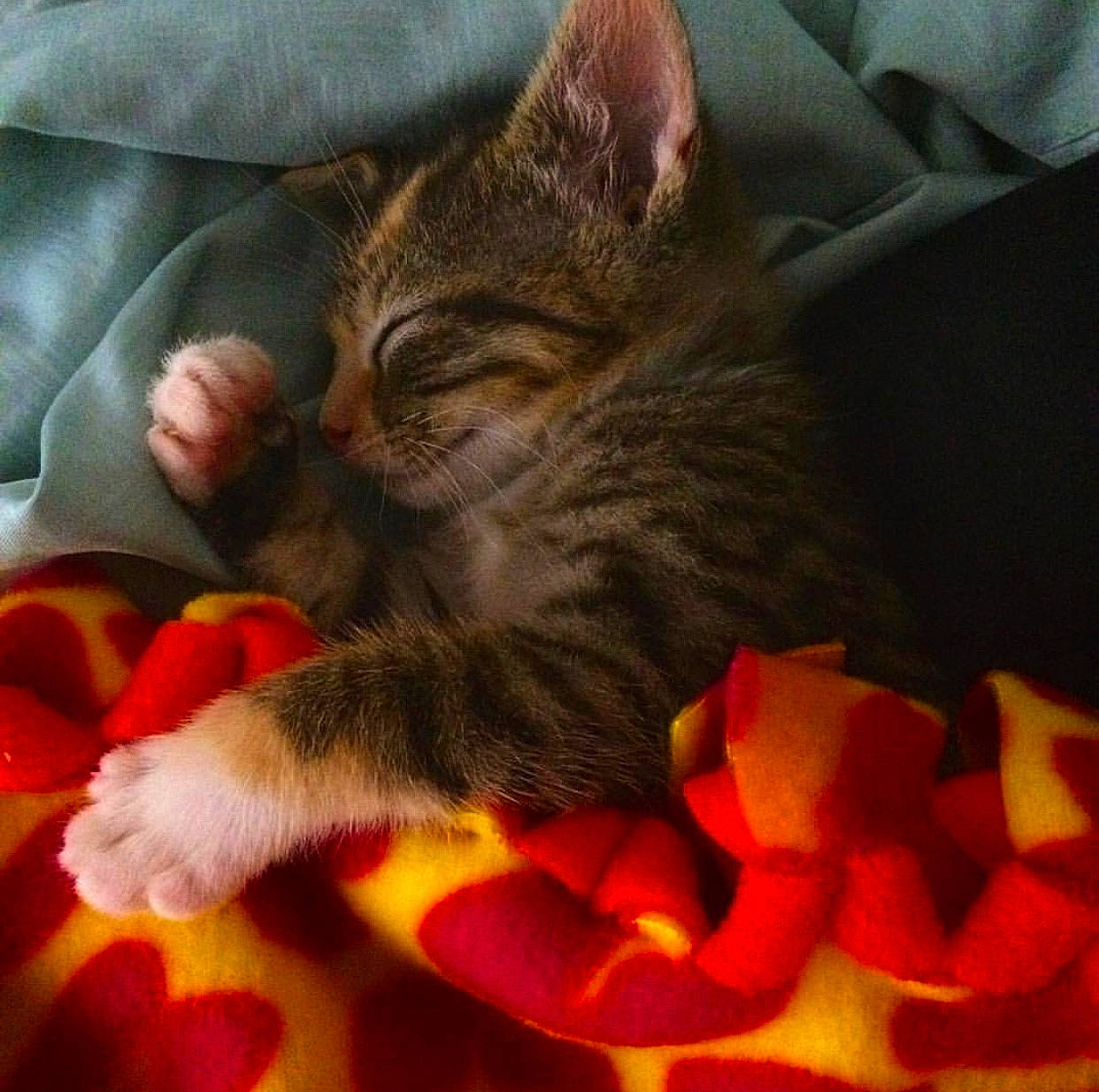 Squeaker is registered to the contest to win money with this photo: carnivore, cat, claw, comfort, couch, domestic_short_haired_cat, felidae, foot, fur, lap, linens, nail, nap, orange, paw, petal, plant, small_to_medium_sized_cats, tail, whiskers