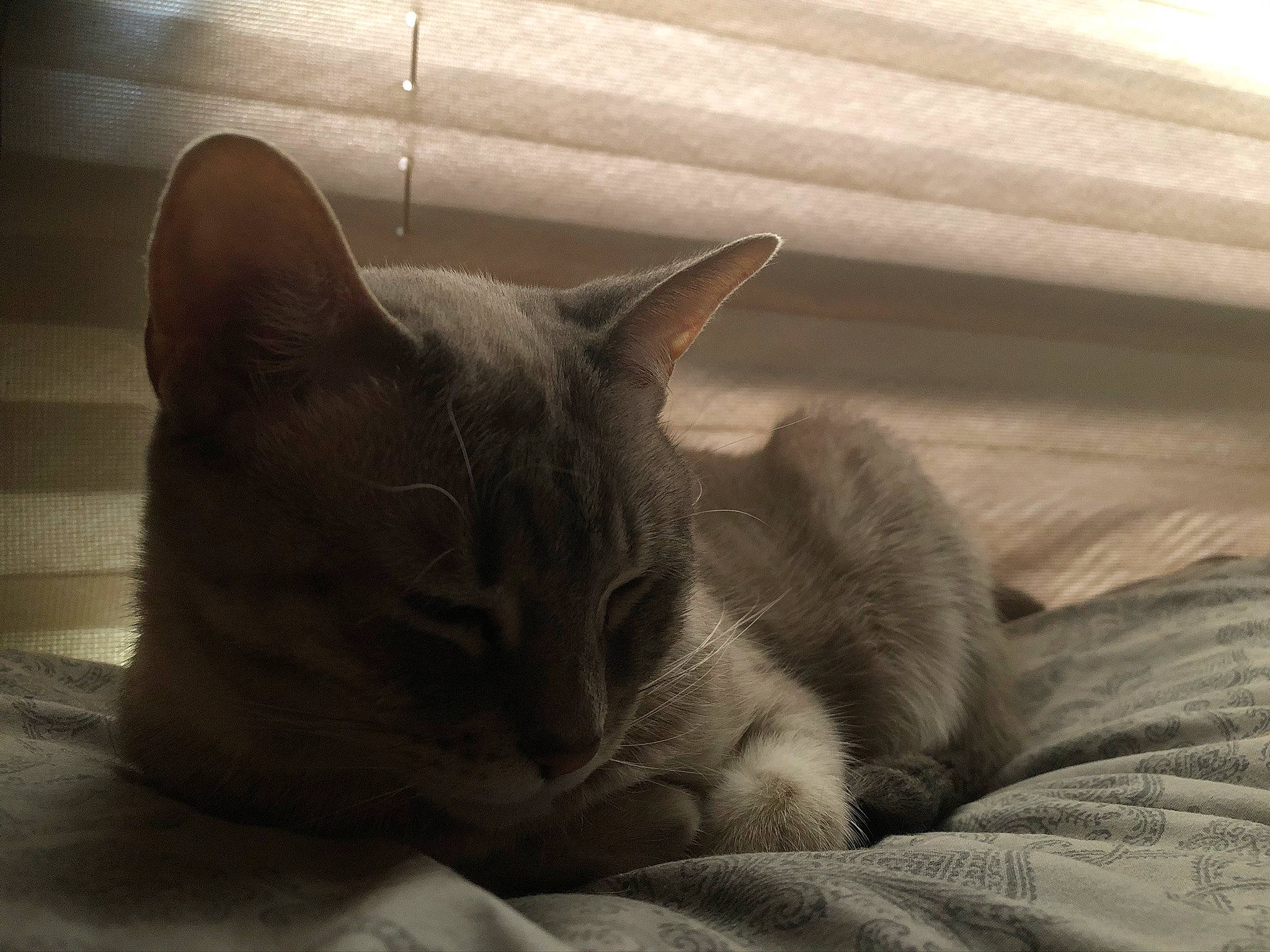 Suiker joined the competition — help win amazing prizes! carnivore, cat, comfort, domestic_short_haired_cat, felidae, fur, grey, monochrome_photography, nap, room, sitting, small_to_medium_sized_cats, snout, whiskers, wood