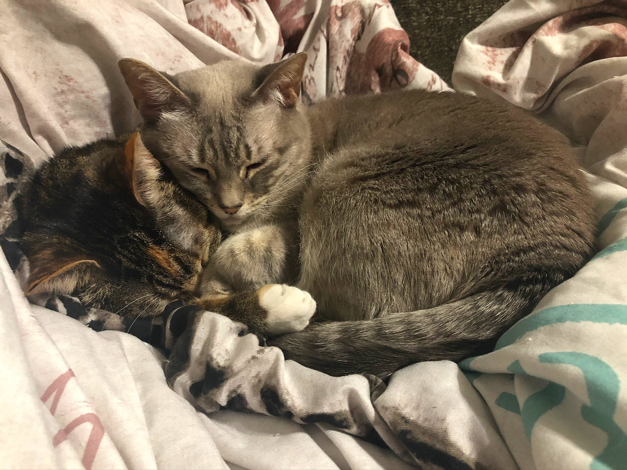 Suiker is registered to the contest to win money with this photo: carnivore, cat, claw, comfort, domestic_short_haired_cat, ear, felidae, fur, grey, linens, nap, paw, sitting, sleep, small_to_medium_sized_cats, snout, tail, whiskers