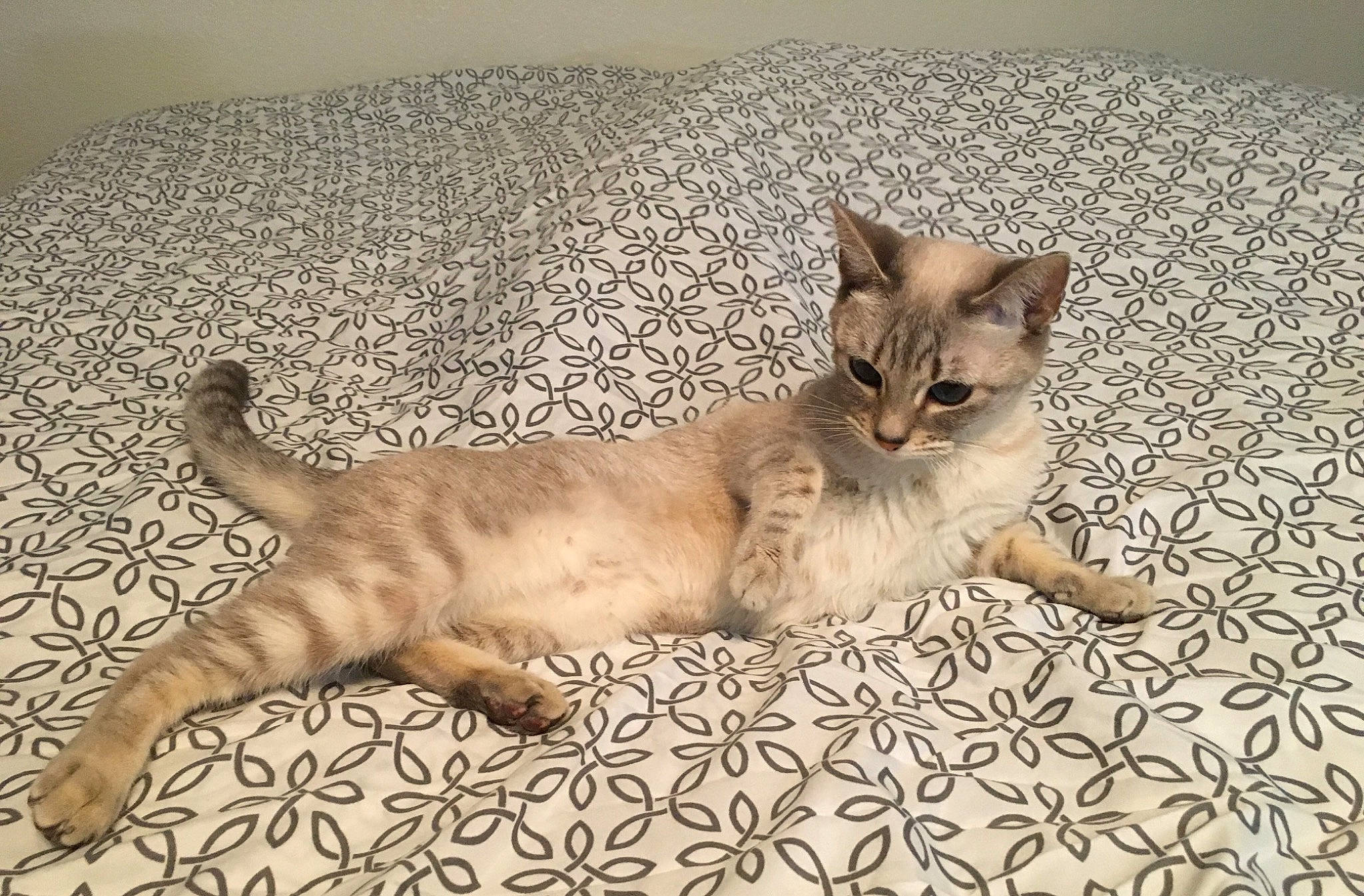 Suiker is registered to the contest to win money with this photo: carnivore, cat, claw, comfort, domestic_short_haired_cat, fawn, felidae, flooring, fur, paw, small_to_medium_sized_cats, snout, tail, terrestrial_animal, whiskers, wildlife