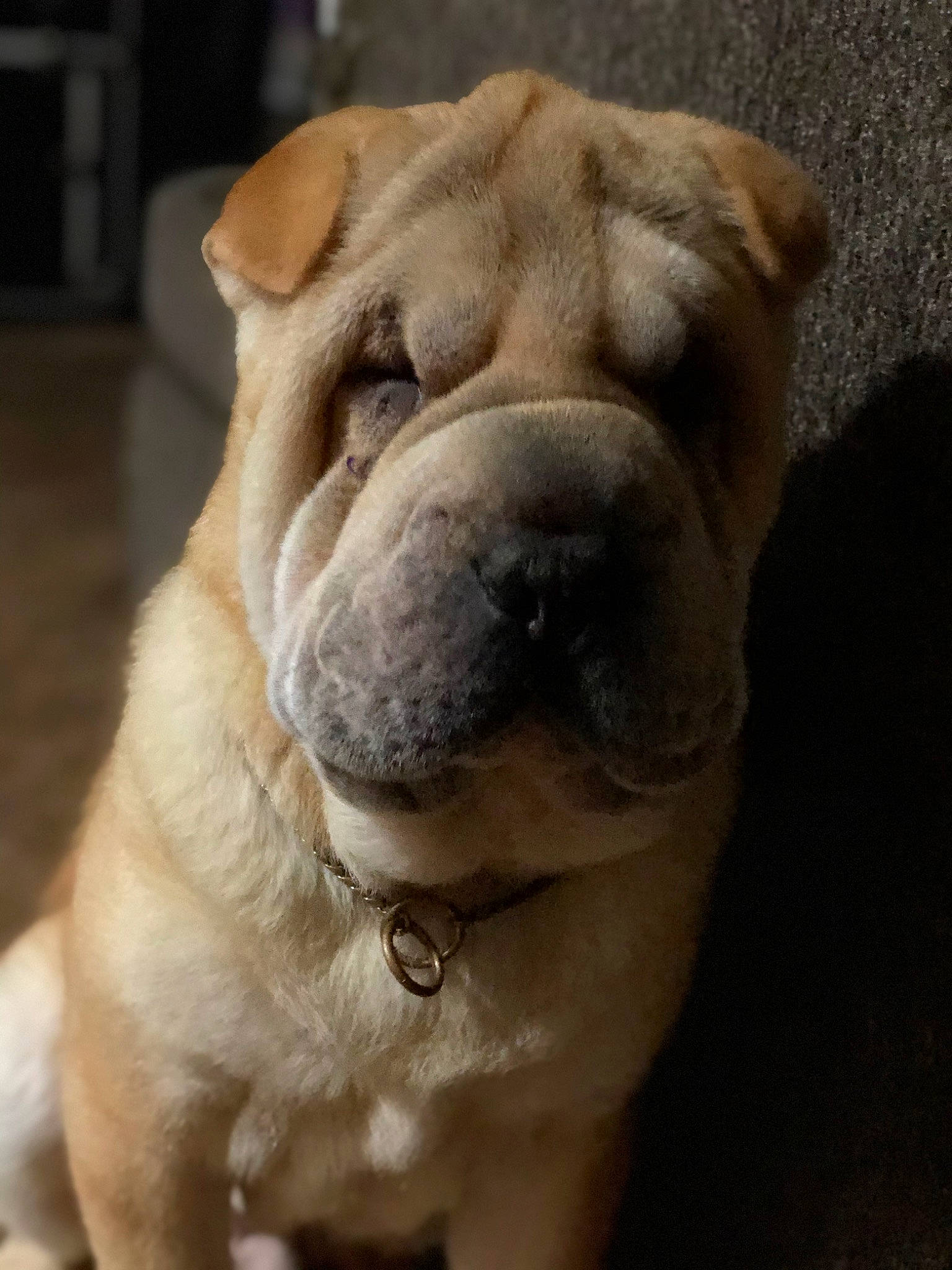 Hemi is registered to the contest to win money with this photo: bulldog, canidae, carnivore, companion_dog, dog, dog_breed, dog_collar, fawn, fur, molosser, ori_pei, shar_pei, snout, sporting_group, terrestrial_animal, toy_dog, whiskers, working_animal, working_dog, wrinkle