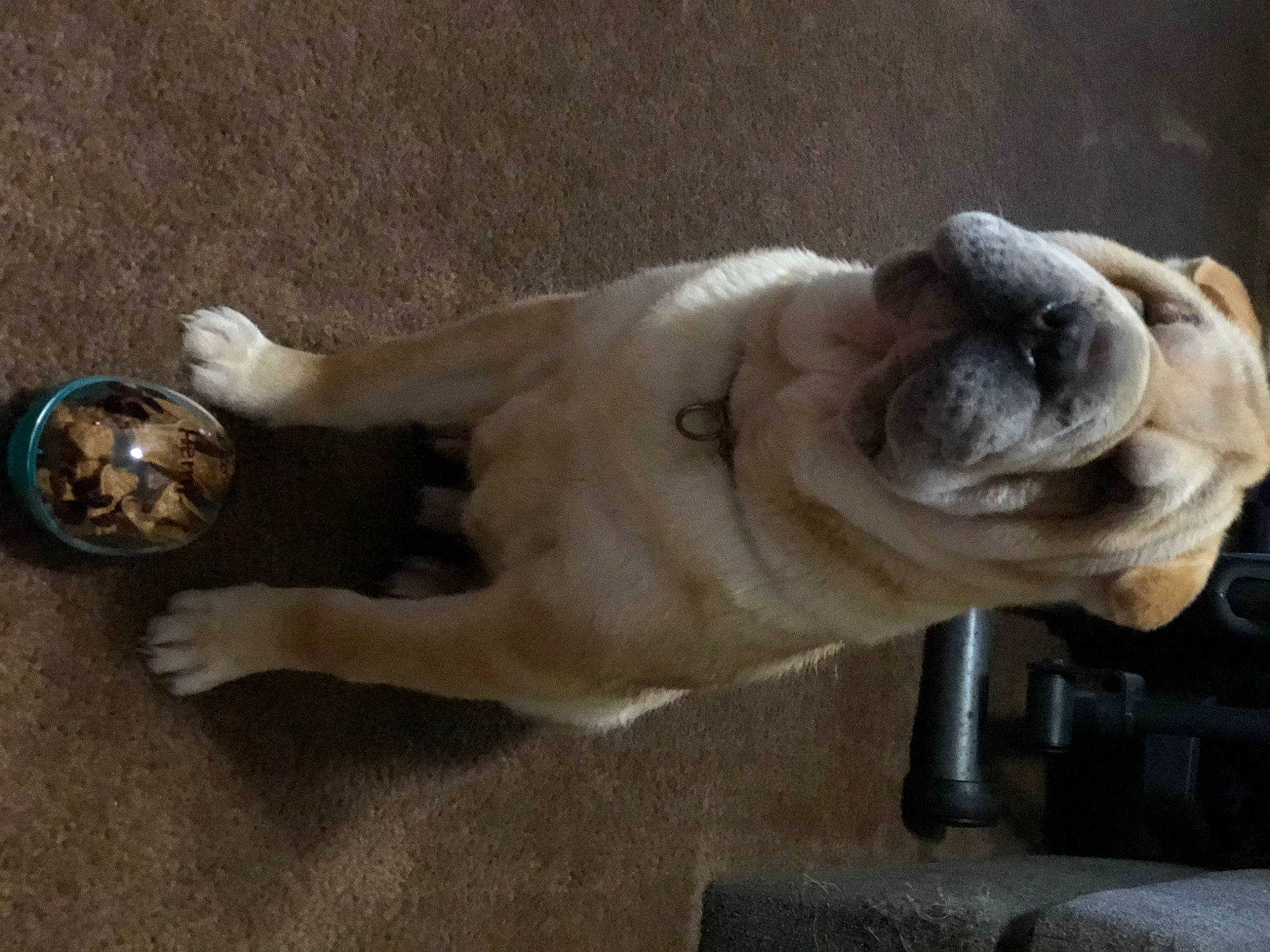 Hemi joined the competition — help win amazing prizes! canidae, carnivore, collar, companion_dog, dog, dog_breed, dog_collar, fawn, non_sporting_group, paw, pug, snout, sporting_group, tail, working_animal, wrinkle