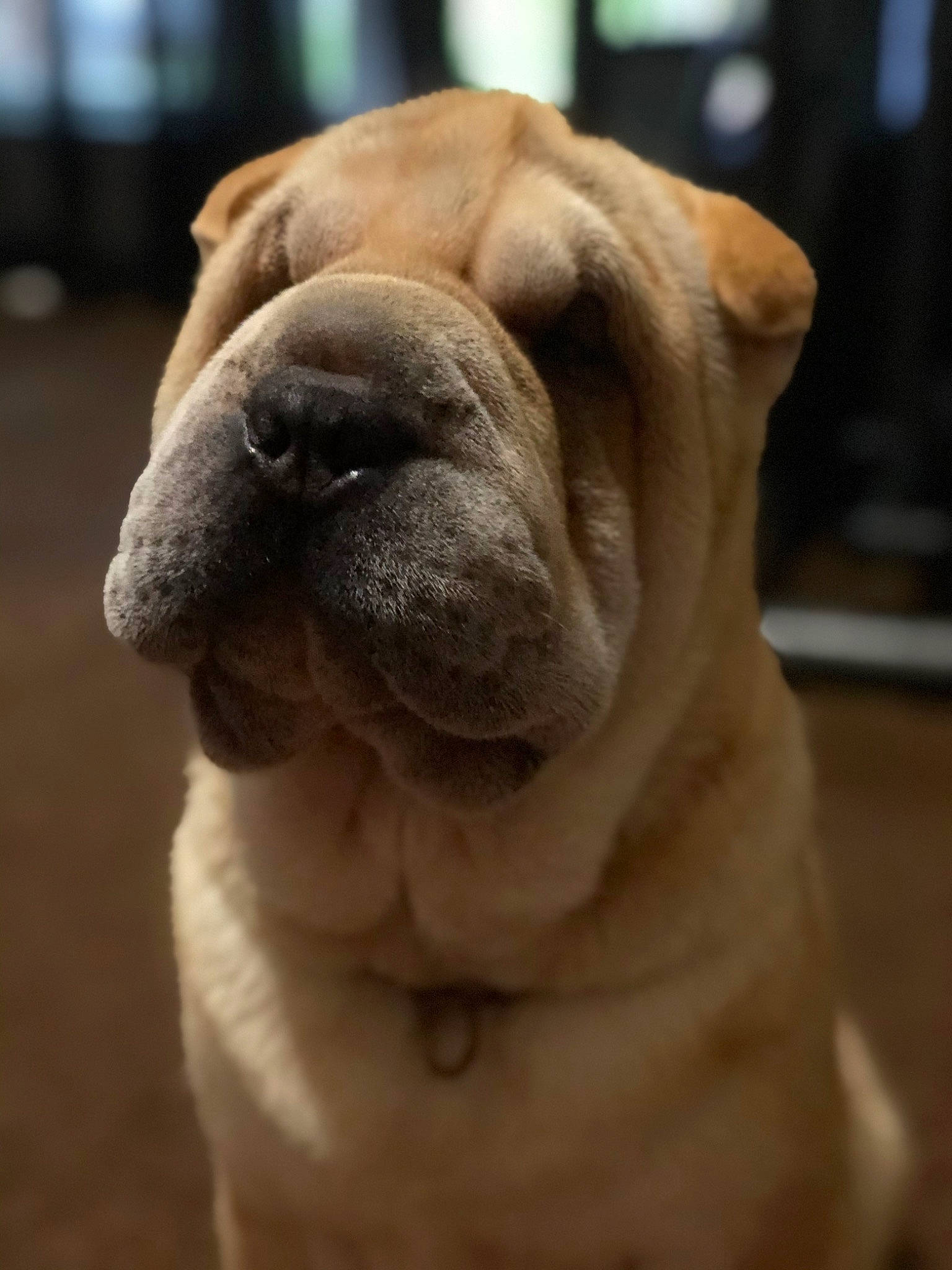 Hemi is registered to the contest to win money with this photo: bulldog, canidae, carnivore, close_up, companion_dog, dog, dog_breed, ear, fawn, head, jaw, molosser, non_sporting_group, snout, sporting_group, terrestrial_animal, whiskers, working_animal, working_dog, wrinkle