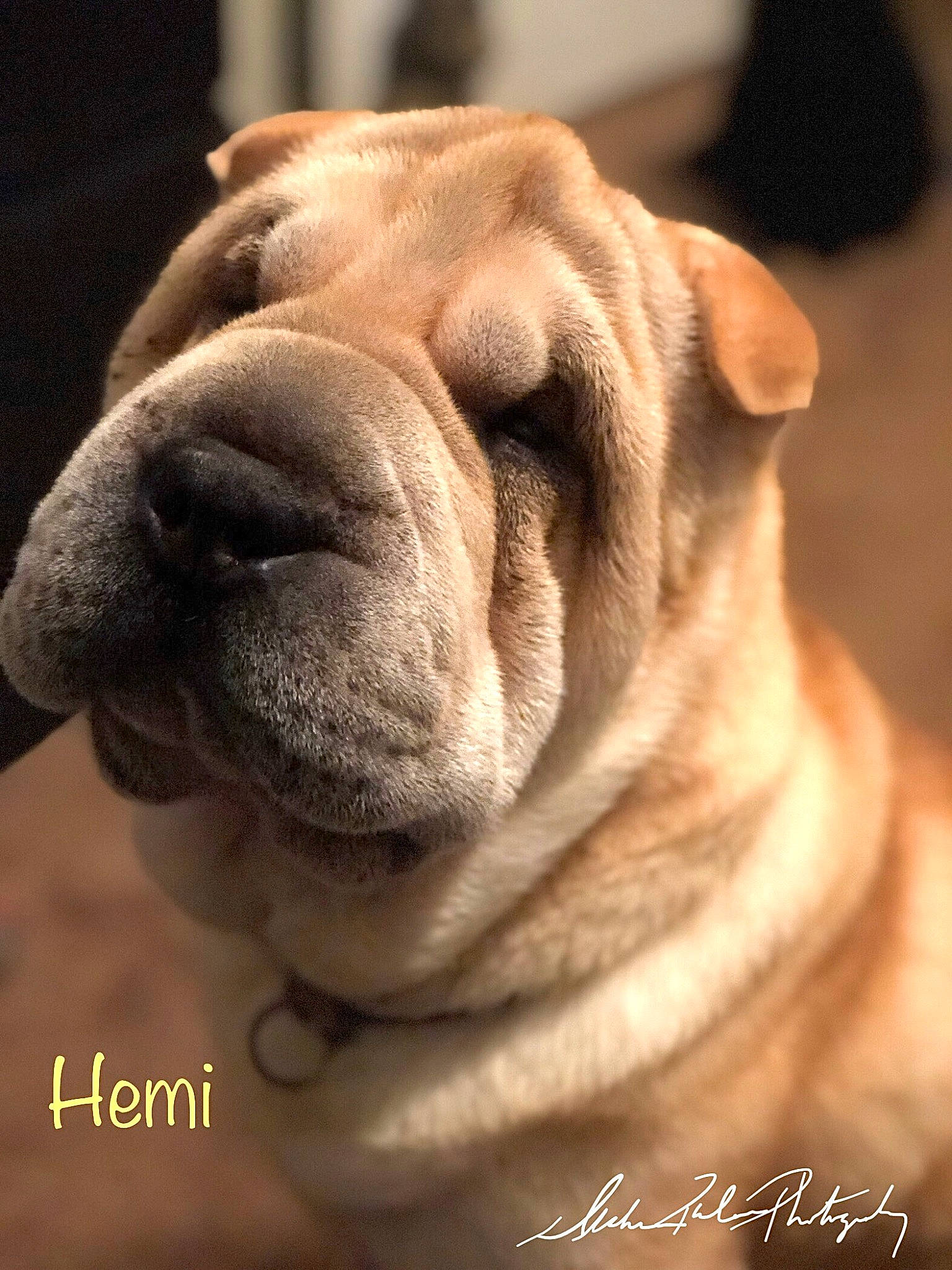Hemi is registered to the contest to win money with this photo: bulldog, canidae, carnivore, companion_dog, dog, dog_breed, dog_collar, ear, fawn, fur, liver, molosser, pleased, shar_pei, snout, sporting_group, terrestrial_animal, whiskers, working_animal, wrinkle