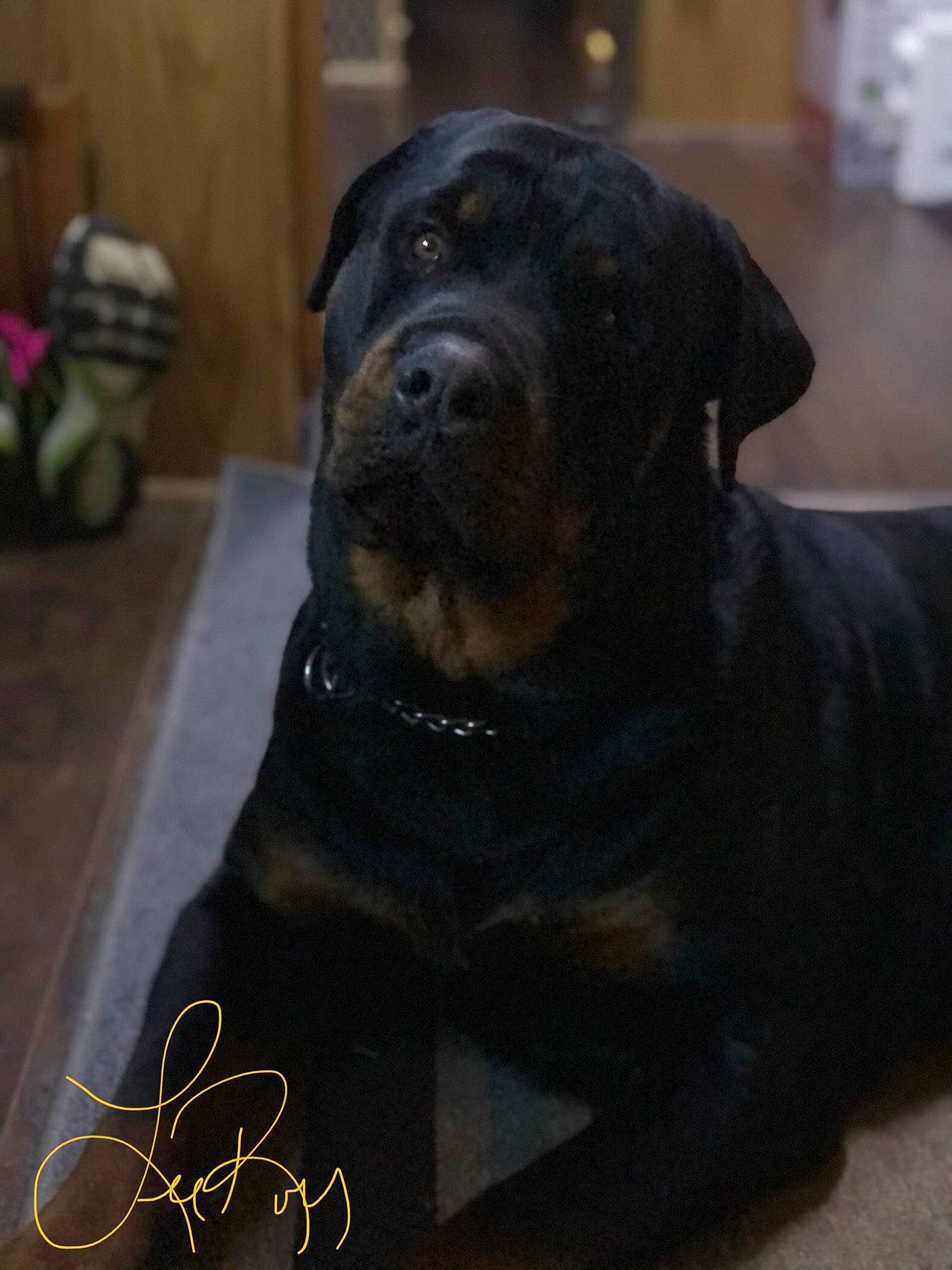 Leeroy Jenkins joined the competition — help win amazing prizes! autograph, borador, canidae, carnivore, collar, companion_dog, dog, dog_breed, dog_collar, fawn, fur, guard_dog, non_sporting_group, signature, sporting_group, terrestrial_animal, whiskers, working_animal, working_dog