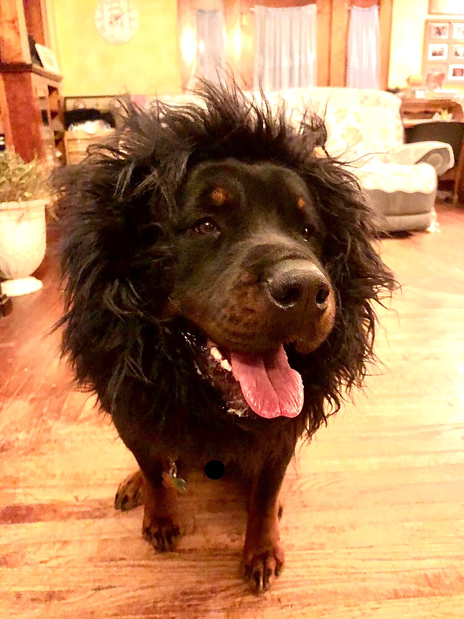 Leeroy Jenkins is registered to the contest to win money with this photo: canidae, carnivore, cocker_spaniel, companion_dog, dog, dog_breed, dog_collar, flooring, fur, hardwood, liver, retriever, snout, spaniel, sporting_group, terrier, water_dog, wood, working_animal, working_dog