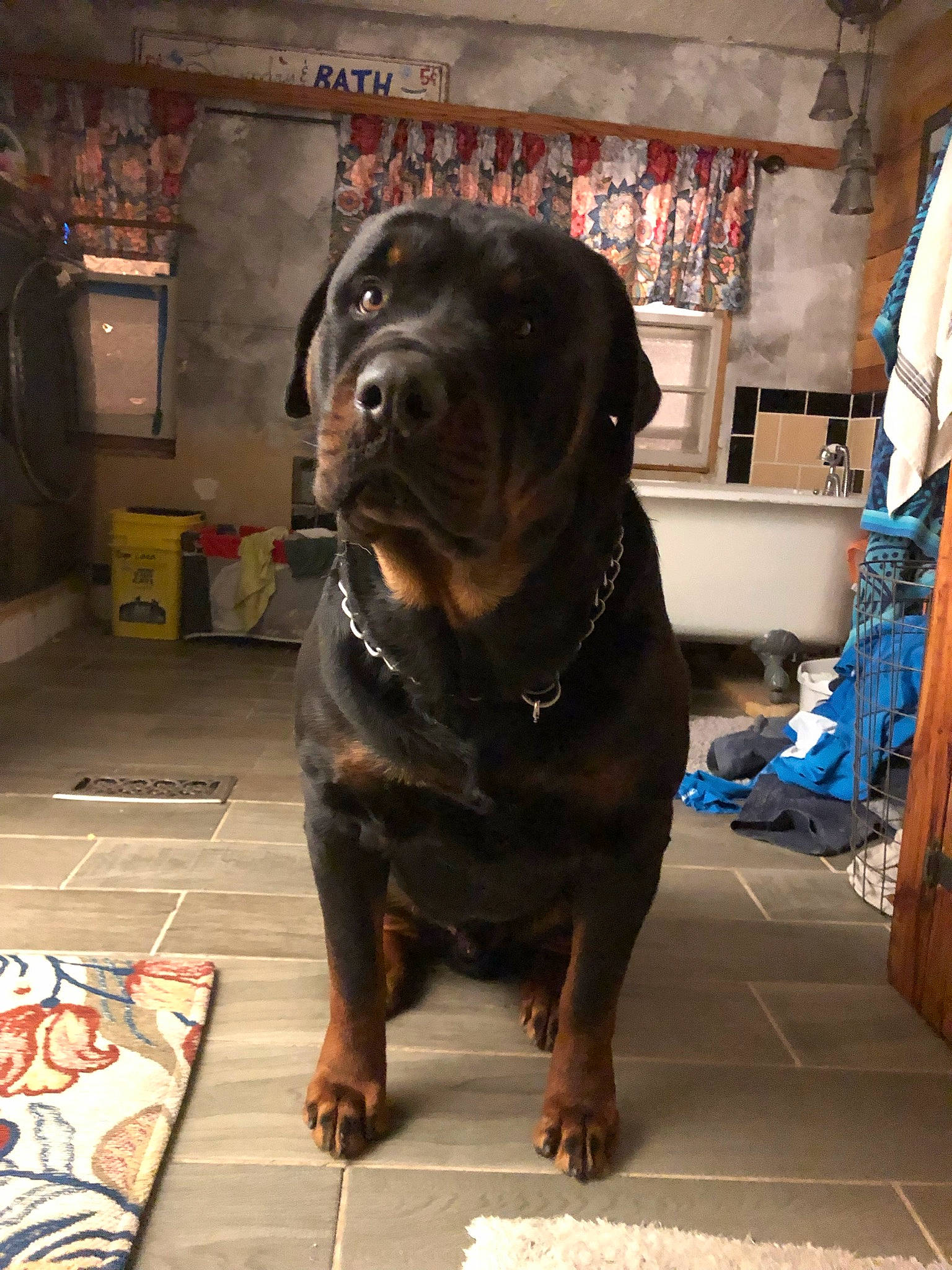 Leeroy Jenkins joined the competition — help win amazing prizes! borador, canidae, carnivore, collar, companion_dog, dog, dog_breed, dog_collar, fawn, flooring, fur, guard_dog, liver, non_sporting_group, snout, sporting_group, television, terrestrial_animal, working_animal, working_dog