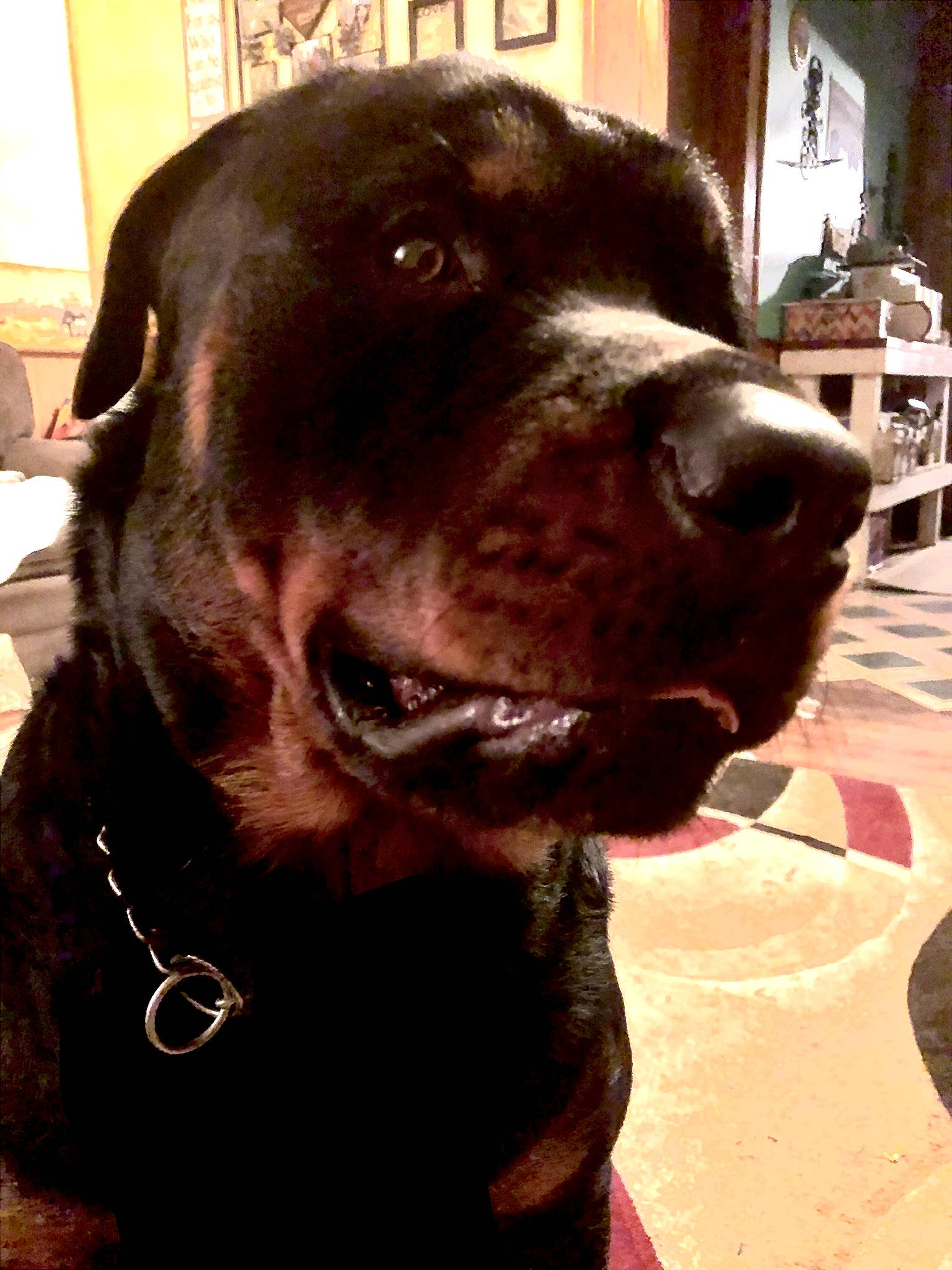 Leeroy Jenkins is registered to the contest to win money with this photo: borador, canidae, carnivore, collar, companion_dog, dog, dog_breed, dog_collar, fawn, fur, gun_dog, houseplant, leash, liver, pet_supply, snout, sporting_group, whiskers, working_animal, working_dog