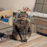 Aurel a rejoint le concours — aidez-le/la à gagner de superbes lots ! cat, tabby_cat, fluffy, sitting, wooden_table, indoor, furniture, chair, decor, gingerbread_house, curious, pet, animal, cozy, homedecor, feline, long_hair, brown, black, eyes