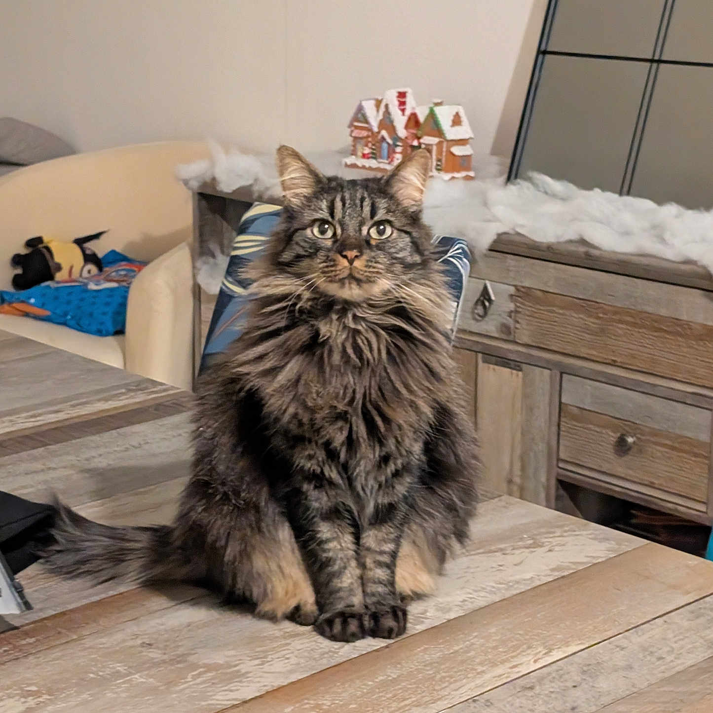 Aurel a rejoint le concours — aidez-le/la à gagner de superbes lots ! animal, black, brown, cat, chair, cozy, curious, decor, eyes, feline, fluffy, furniture, gingerbread_house, homedecor, indoor, long_hair, pet, sitting, tabby_cat, wooden_table