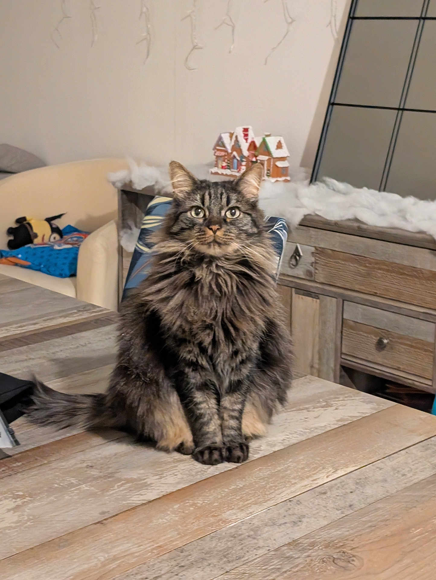 Aurel a rejoint le concours — aidez-le/la à gagner de superbes lots ! cat, tabby_cat, fluffy, sitting, wooden_table, indoor, furniture, chair, decor, gingerbread_house, curious, pet, animal, cozy, homedecor, feline, long_hair, brown, black, eyes