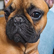 Alfred a rejoint le concours — aidez-le/la à gagner de superbes lots ! dog, french_bulldog, pet, close_up, indoor, ears, brown_coat, black_muzzle, animal, canine, lap, resting, portrait, cute, looking_away, furniture, human_lap, cozy, companion, domestic_animal
