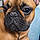 Alfred