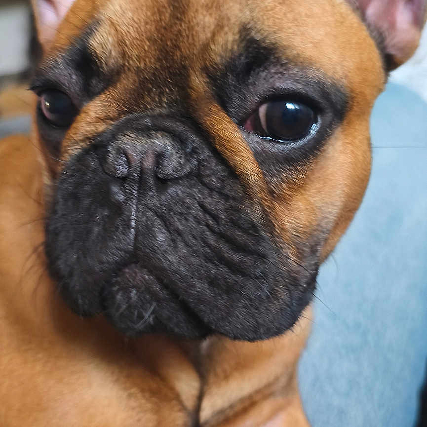 Alfred