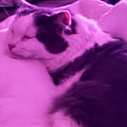 Ttg is registered to the contest to win money with this photo: cat, sleeping, blurred, purple_tint, pet, feline, close_up, resting, cozy, indoor, fur, animal, relaxation, paw, whiskers, soft, bed, quiet, calm, domestic