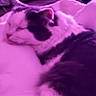 cat, sleeping, blurred, purple_tint, pet, feline, close_up, resting, cozy, indoor, fur, animal, relaxation, paw, whiskers, soft, bed, quiet, calm, domestic